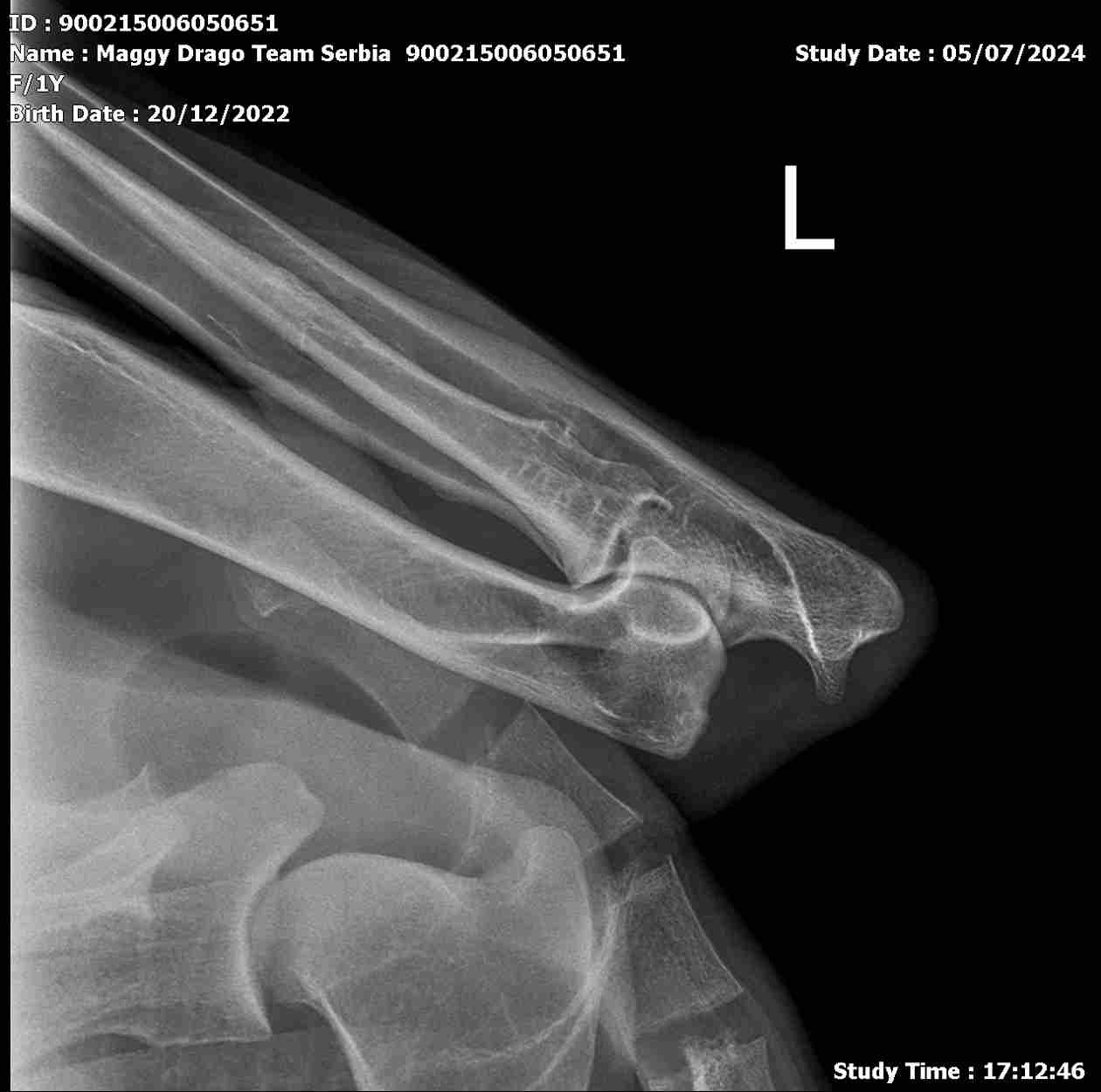 Dog-Xray.jpg