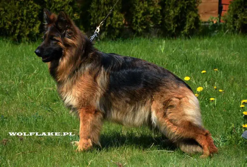 German Shepherd Dog