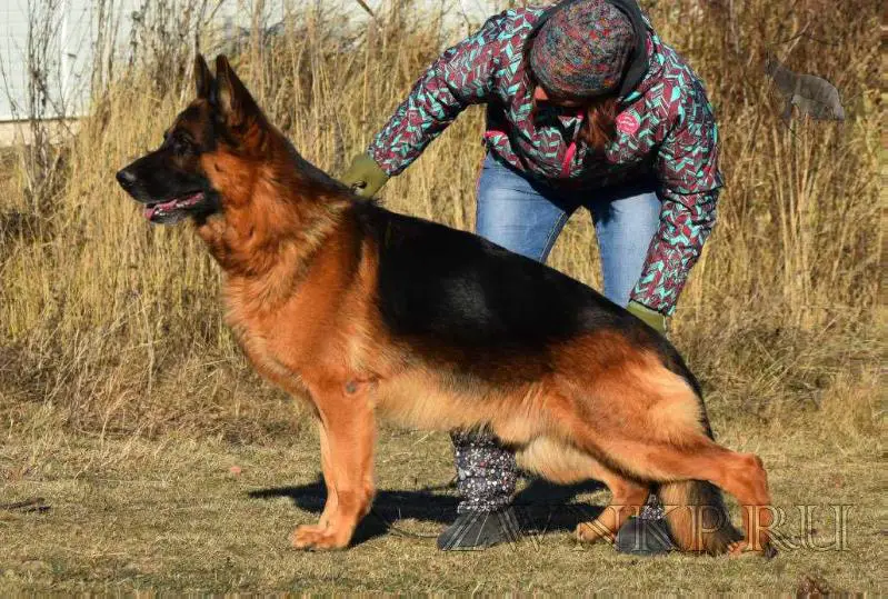 German Shepherd Dog