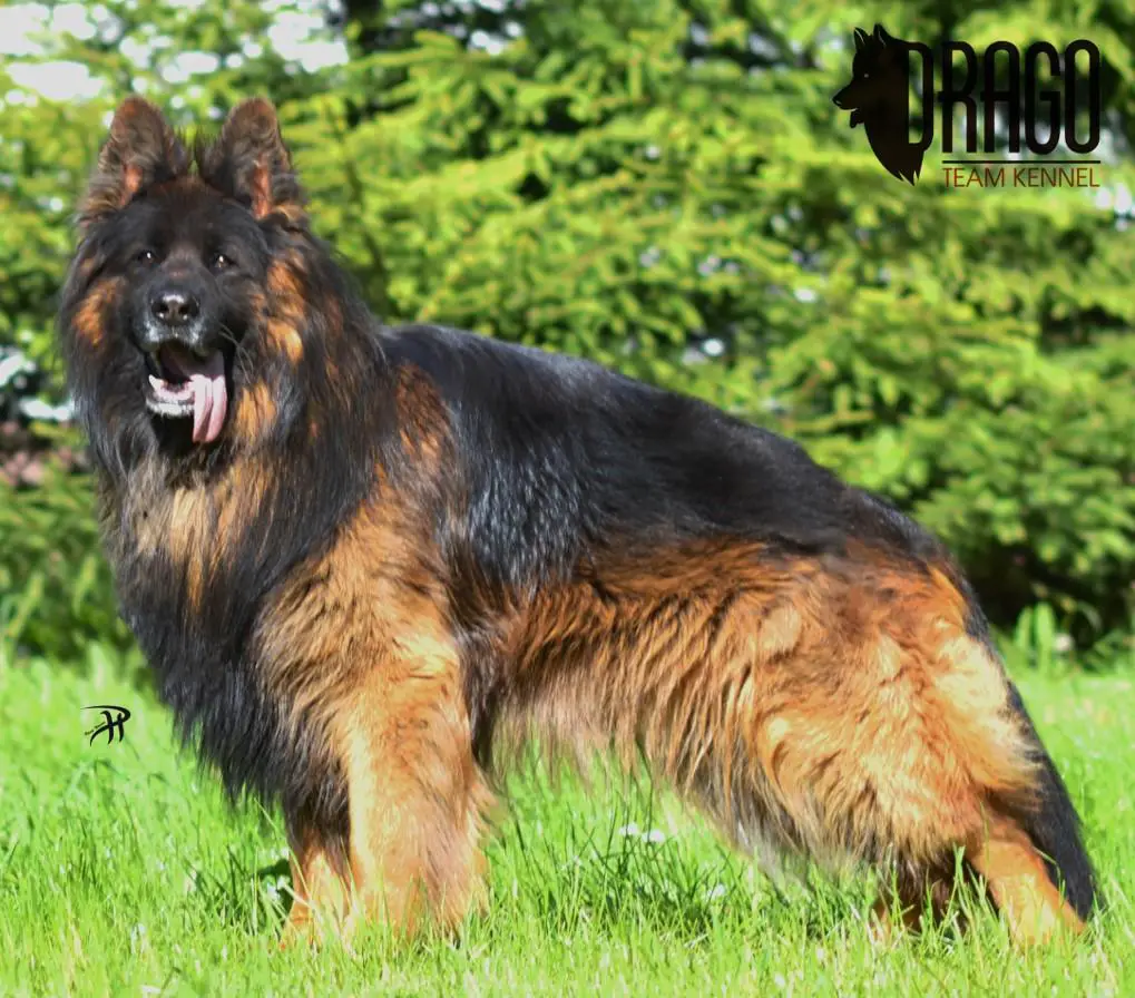 Long Haired German Shepherd