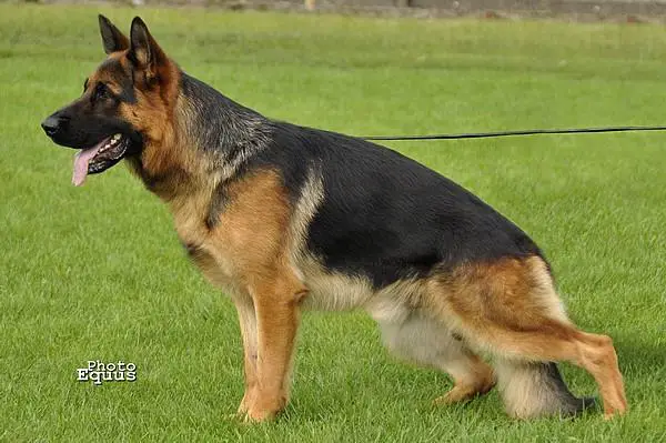 German Shepherd Dog