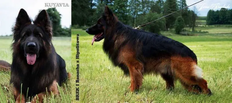 German Shepherd Dog