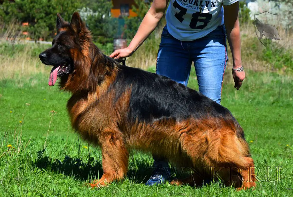 Long Hair German Shepherd Dog
