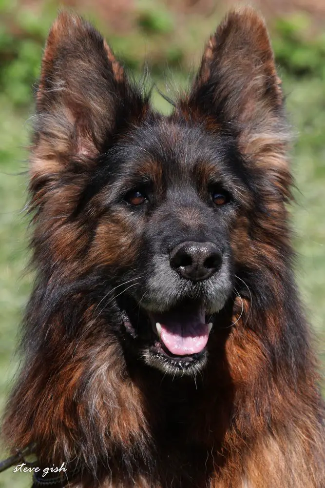 A long-haired German Shepherd with its tongue out