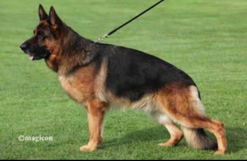 Red and Black German Shepherd Dog