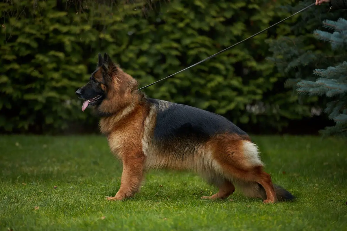 German shepherd Dog