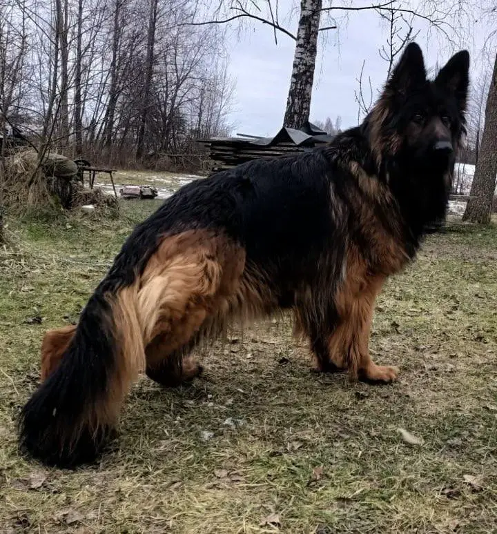 German Shepherd dog with reddish-brown and black fur standing outdoors in a grassy area.