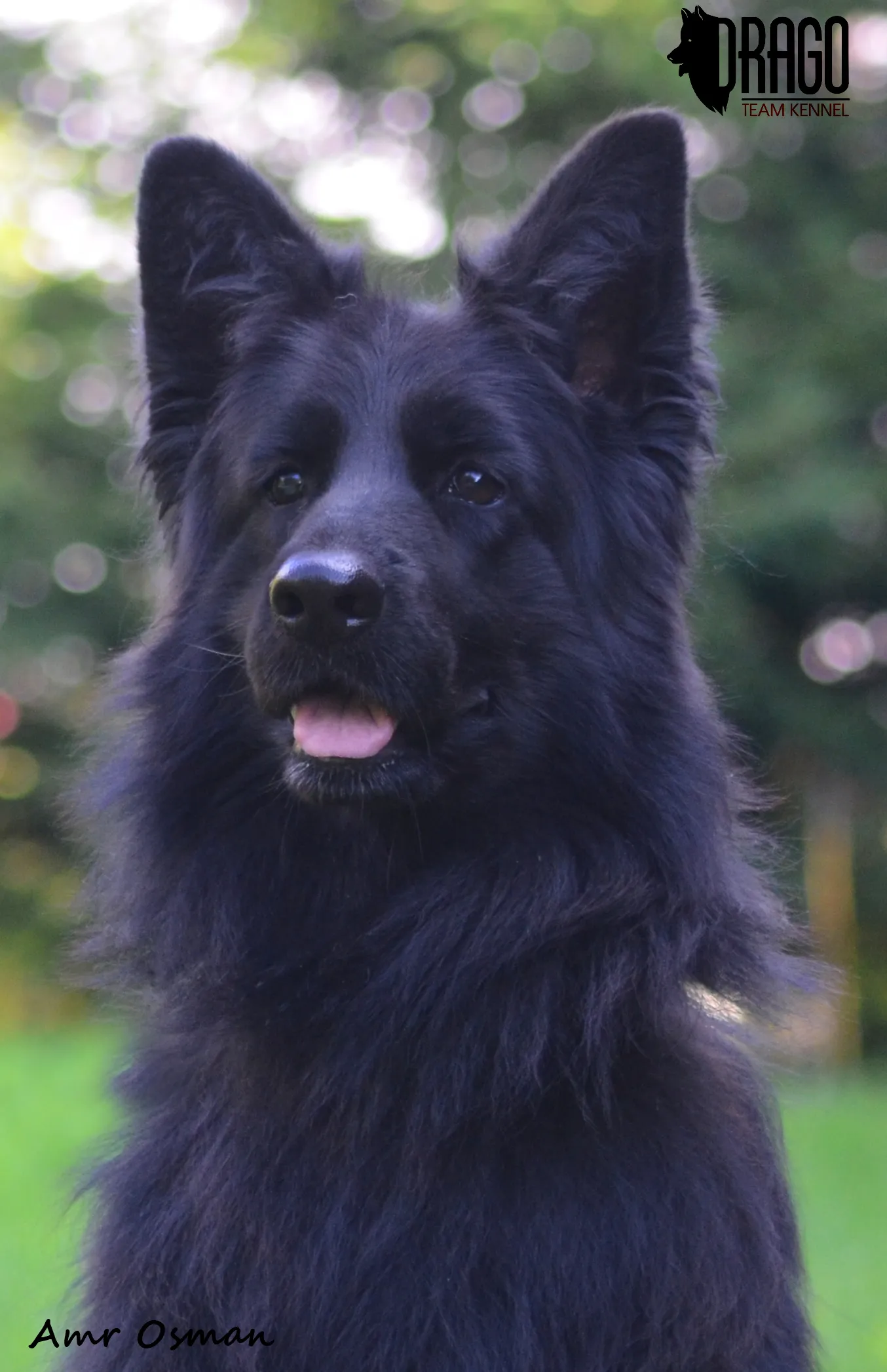A black German Shepherd with a long tongue