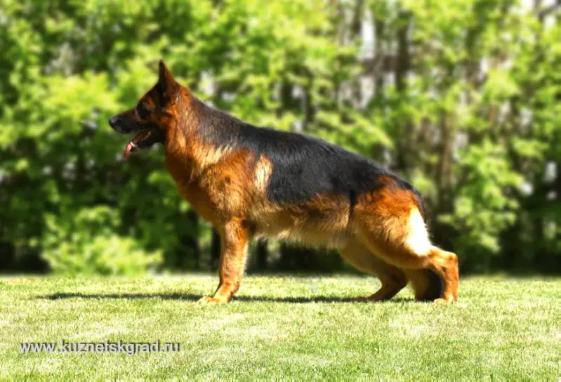 German Shepherd Dog