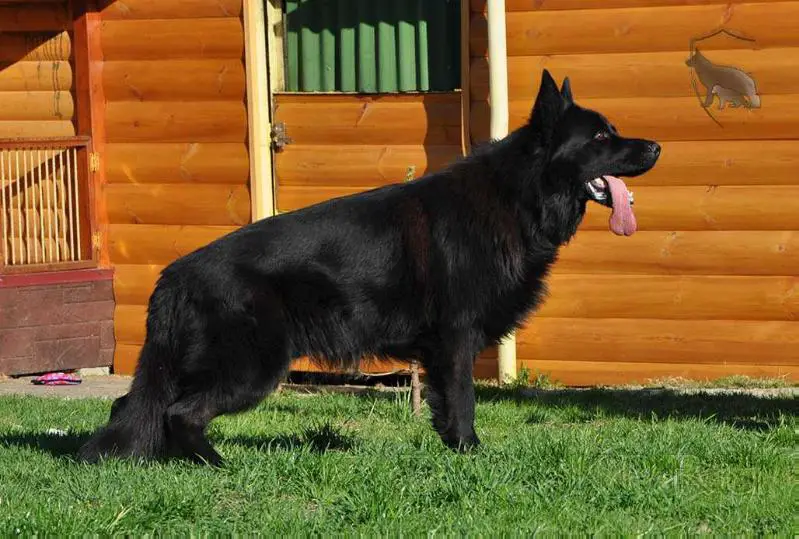 Black German Shepherd