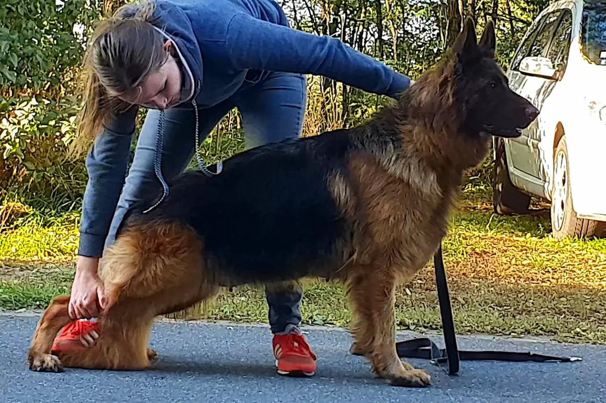 Black and Tan German Shepherd Dog