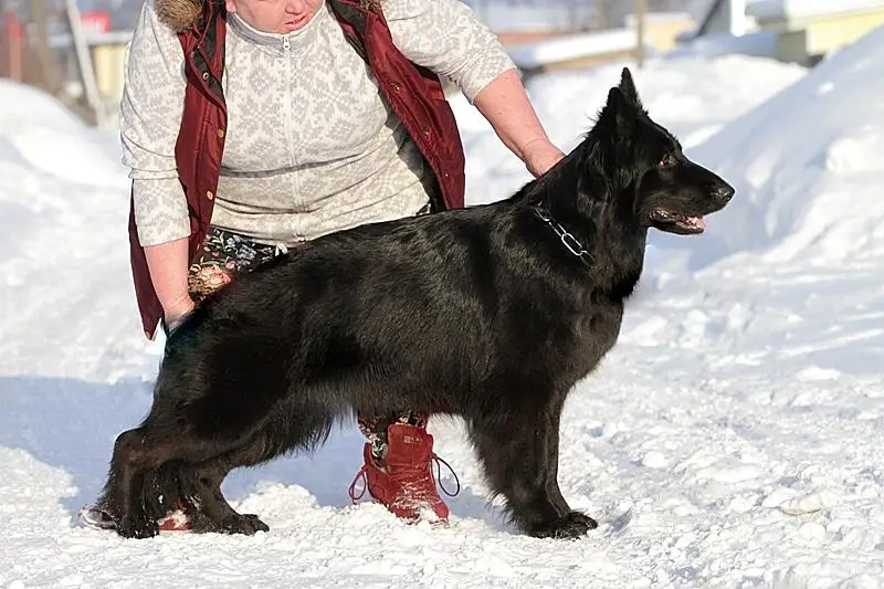 Long Haired German shepherd dog stands on the snow