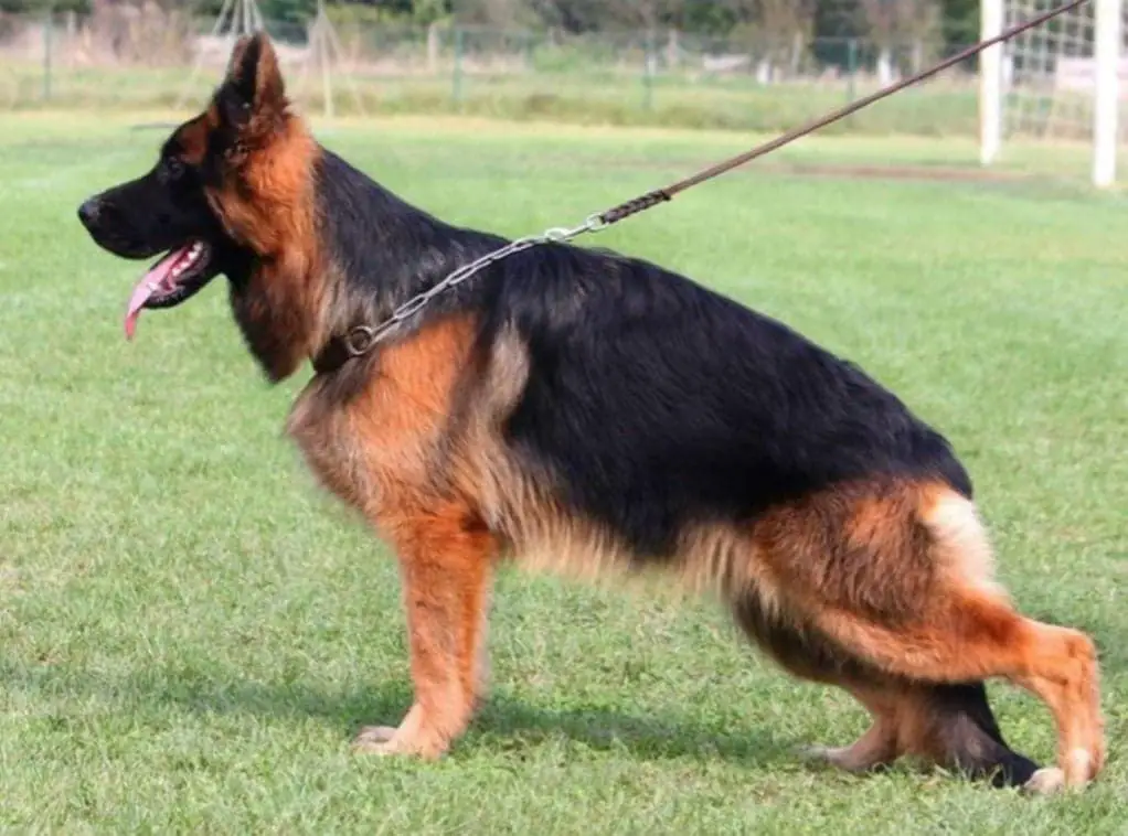 German Shepherd Dog