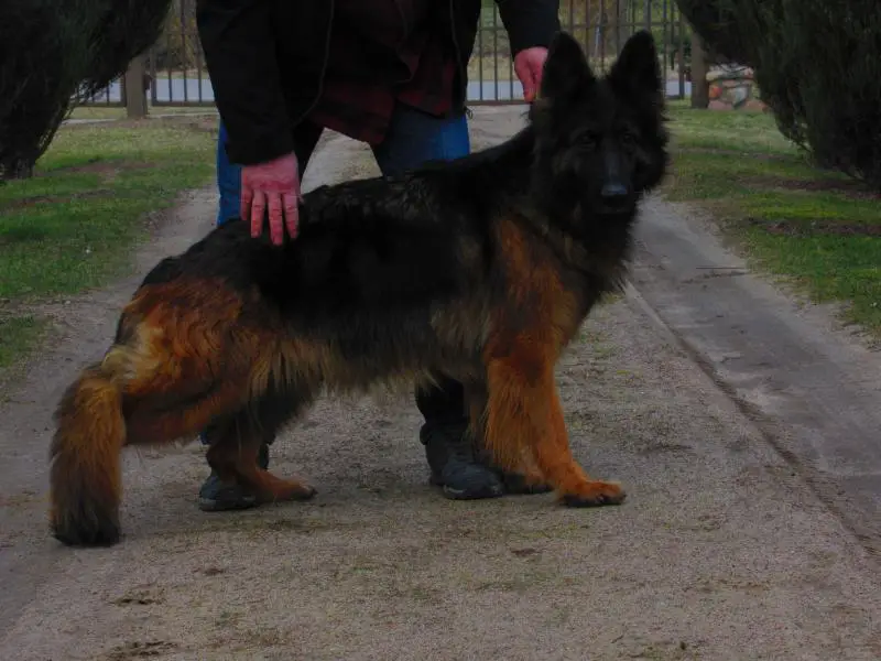 German Shepherd dog with reddish-brown fur, standing on a gravel road, with person's hand on its back