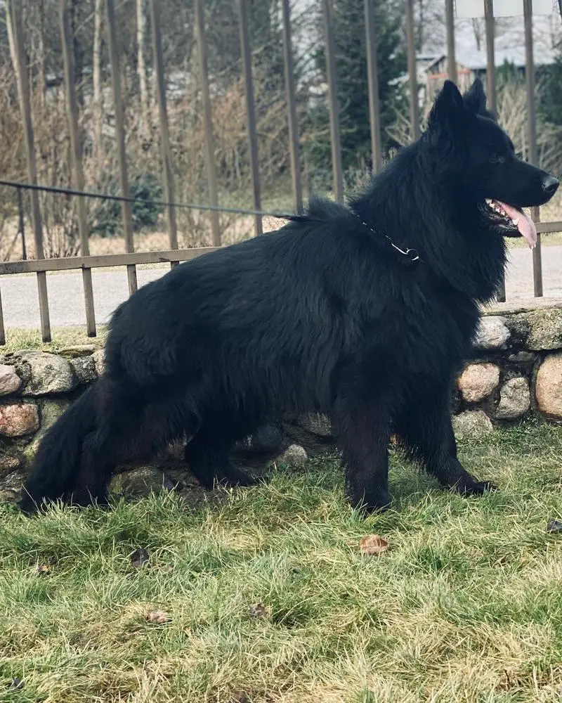 Black German Shepherd on a leash, standing in a grassy area by a stone wall.