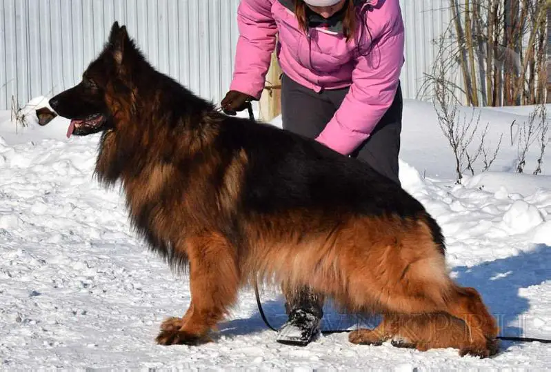 A German Shepherd dog Standing on the snow