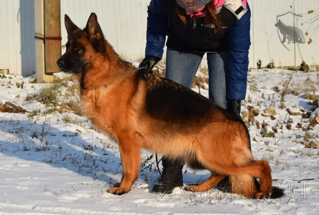 Long Haired German Shepherd Dog