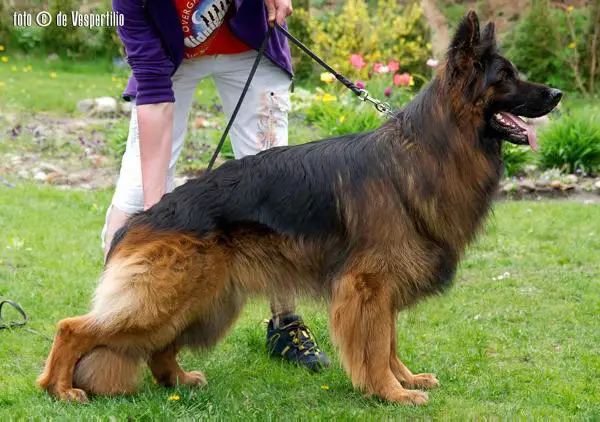 A Long Hair German Shepherd dog stands on a grassy area