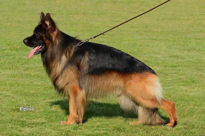 German Shepherd Dog