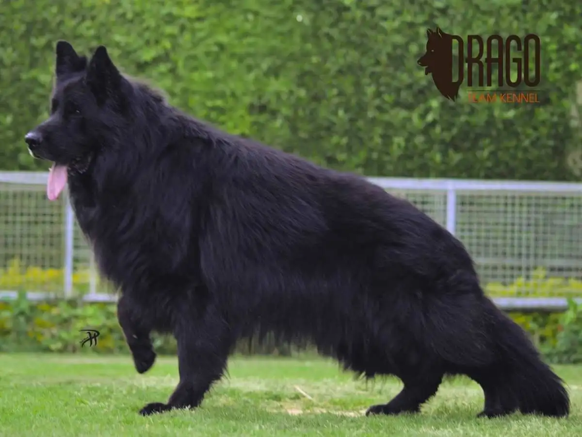 Black German Shepherd dog standing outdoors on grass