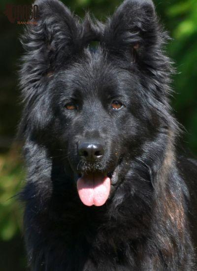 Close-up portrait of a black German Shepherd dog.