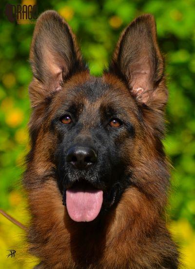 A long-haired German Shepherd dog standing proudly