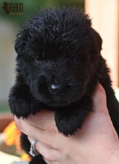 Cute black German Shepherd puppy in a hand