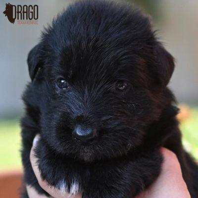 Close-up of a black puppy with visible eyes and nose.