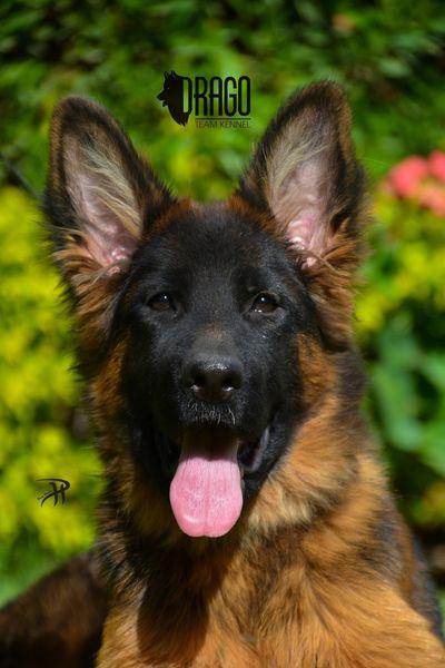 Close-up portrait of a black and red German Shepherd