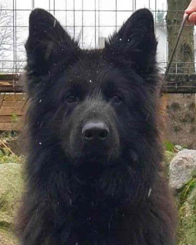 Black German Shepherd dog with snow on its coat, looking directly at the camera.