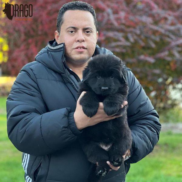 Man holding a Long-Haired black puppy, likely a Greater Swiss Mountain Dog.