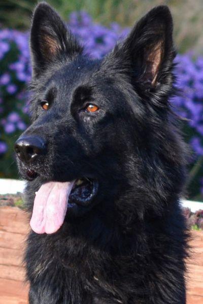 Black German Shepherd Female
