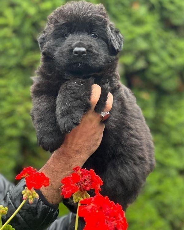 Small, black German Shepherd puppy held by a person's hands