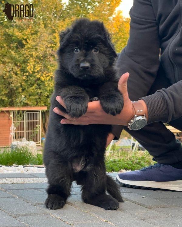 Black German Shepherd puppy being held by human hands.