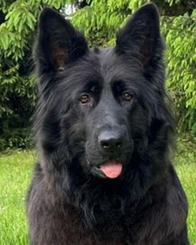 Headshot Black German Shepherd Female
