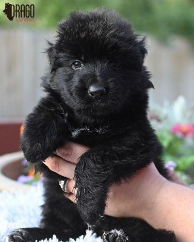 Adorable black German Shepherd puppy being held by a person