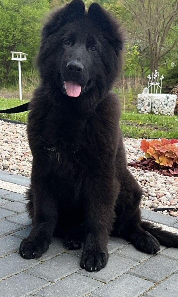 A black German Shepherd puppy sitting on a paved surface with greenery in the background.
